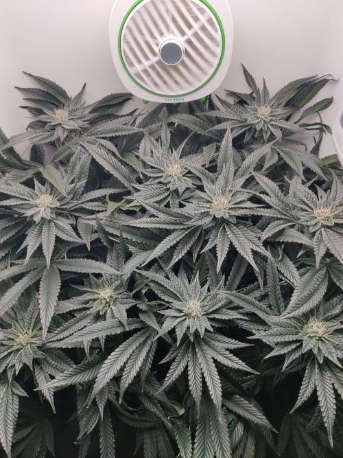 Vivian. Week 12 - Day 5