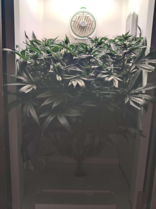 Vivian. Week 12 - Day 5