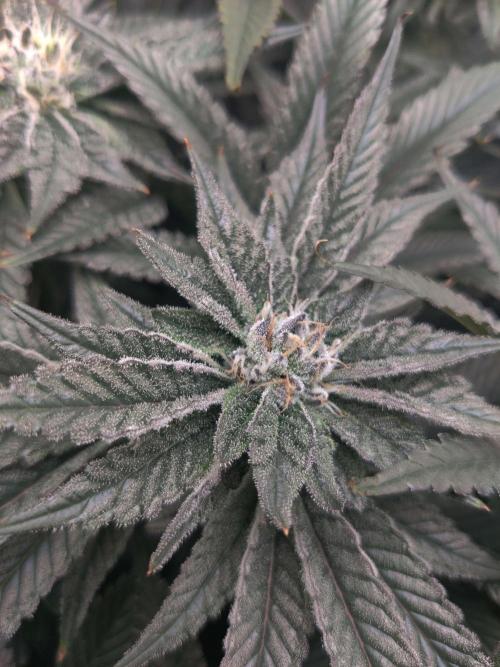 Vivian. Week 12 - Day 5