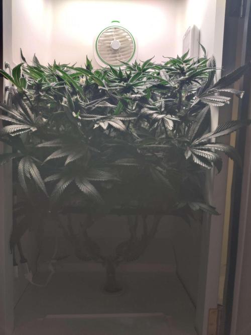 Vivian. Week 12 - Day 6