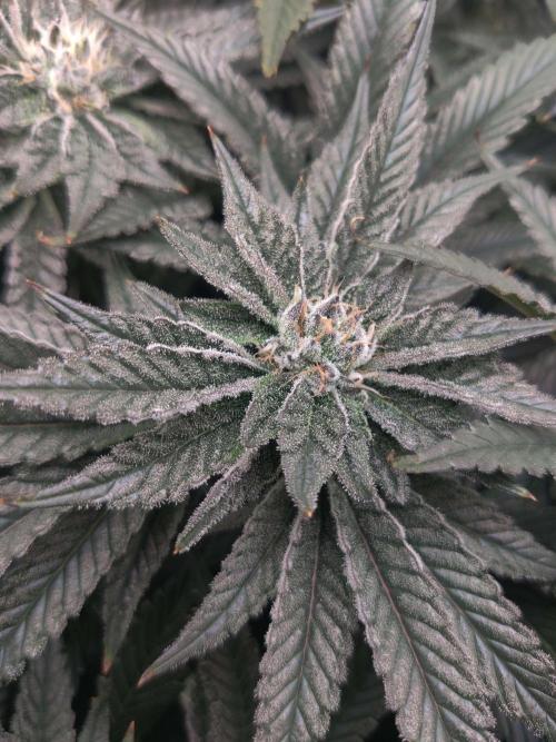 Vivian. Week 12 - Day 6