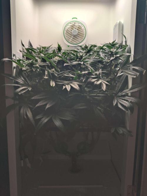 Vivian. Week 12 - Day 7