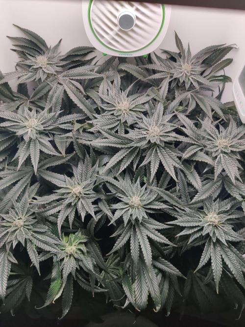 Vivian. Week 13 - Day 1