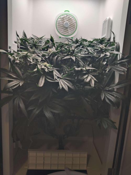 Vivian. Week 13 - Day 1