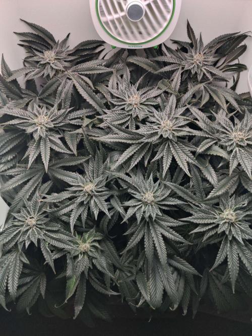 Vivian. Week 13 - Day 3