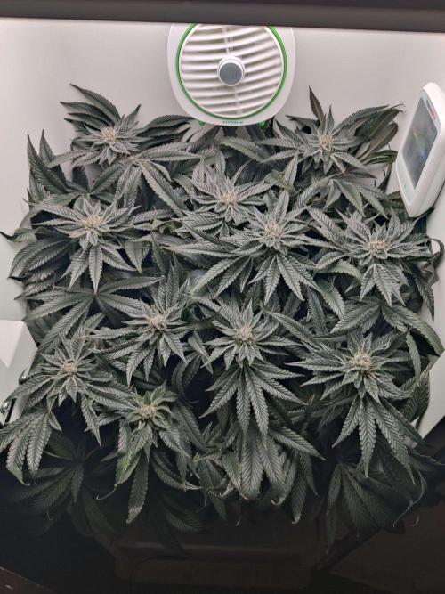 Vivian. Week 13 - Day 4