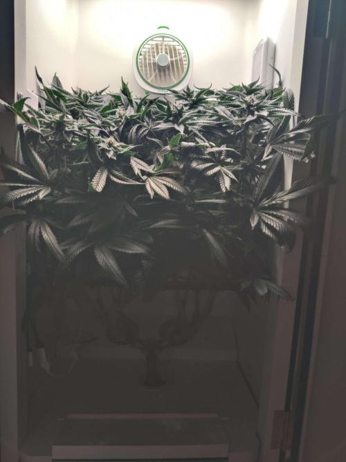 Vivian. Week 13 - Day 4