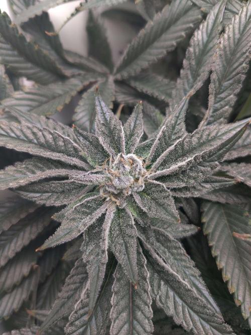 Vivian. Week 13 - Day 4