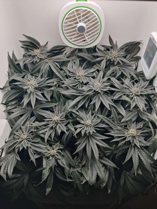 Vivian. Week 13 - Day 5