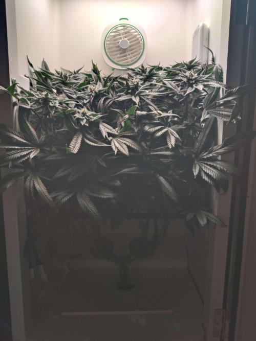 Vivian. Week 13 - Day 5