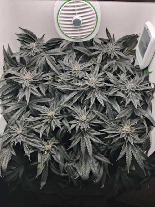 Vivian. Week 13 - Day 6