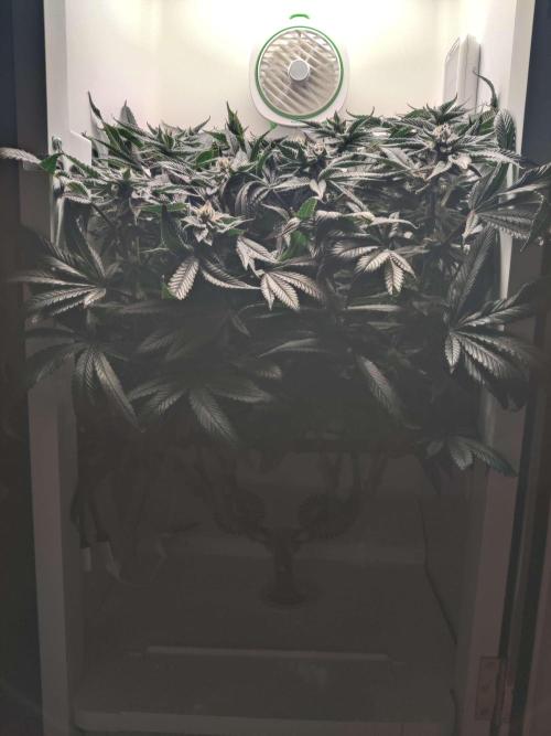 Vivian. Week 13 - Day 6