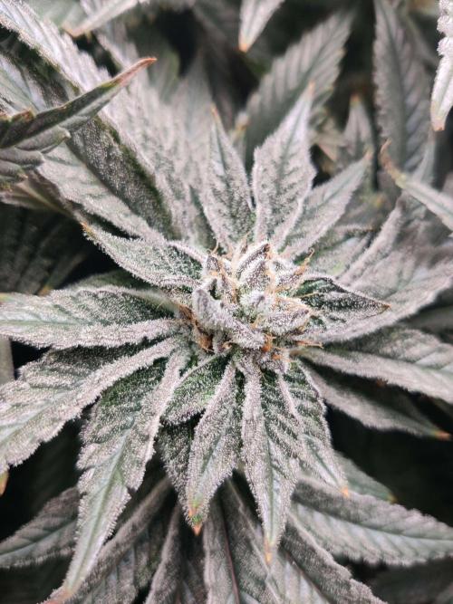 Vivian. Week 13 - Day 6