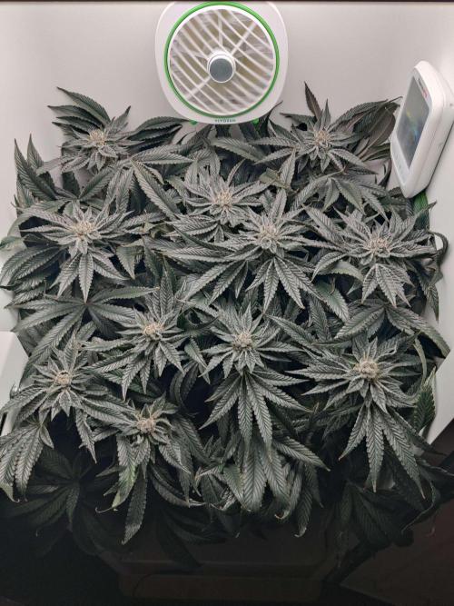 Vivian. Week 13 - Day 7