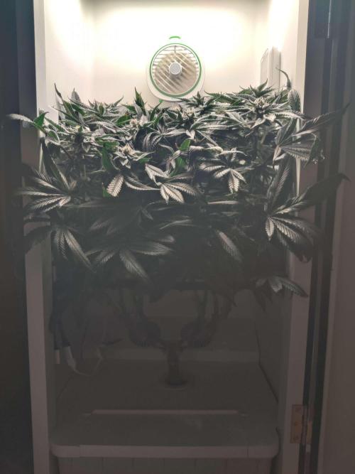 Vivian. Week 13 - Day 7