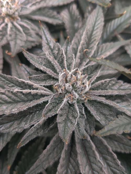 Vivian. Week 13 - Day 7