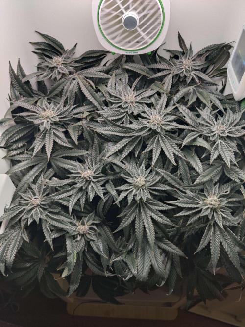 Vivian. Week 14 - Day 1