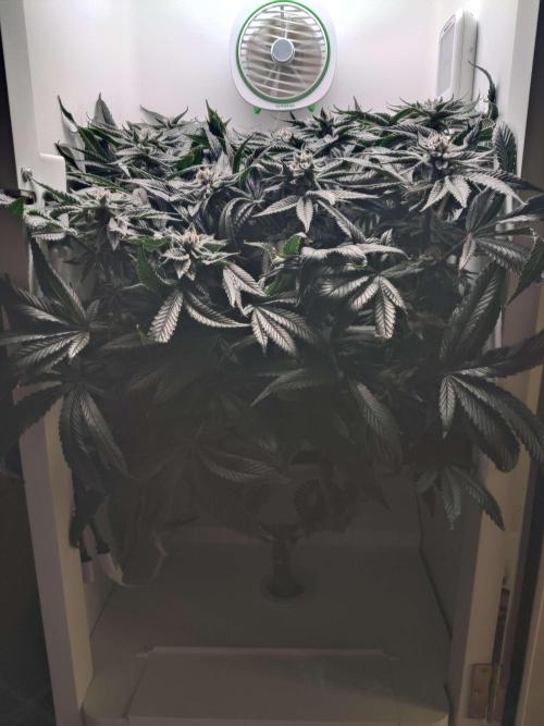 Vivian. Week 14 - Day 1