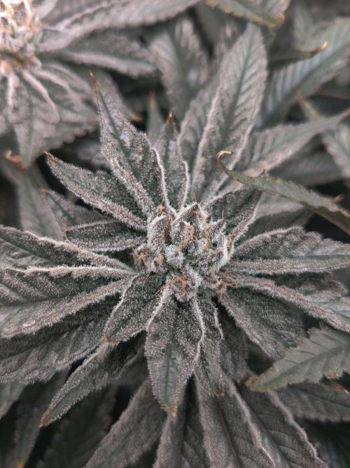 Vivian. Week 14 - Day 1