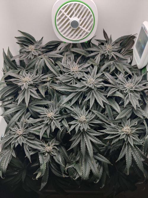 Vivian. Week 14 - Day 2