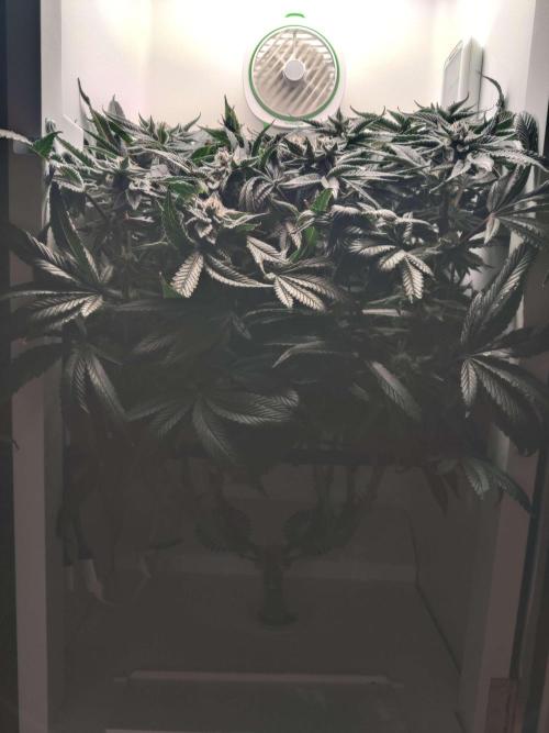 Vivian. Week 14 - Day 2