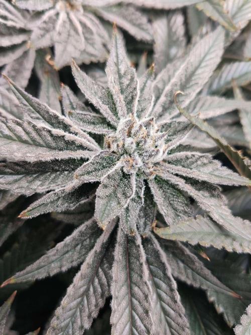 Vivian. Week 14 - Day 2