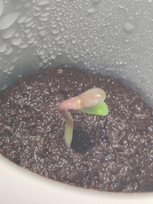 Helena. Week 0 - Day 3