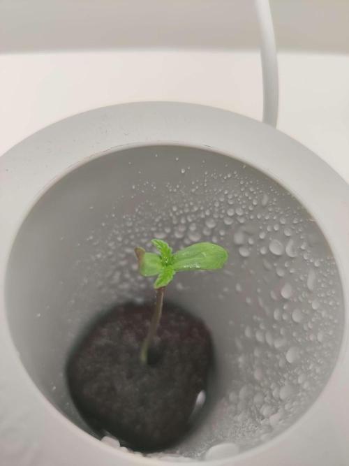 Helena. Week 0 - Day 4