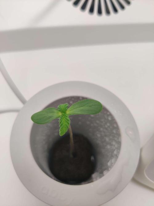 Helena. Week 0 - Day 6