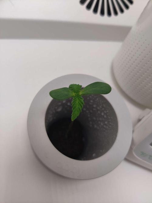 Helena. Week 0 - Day 7