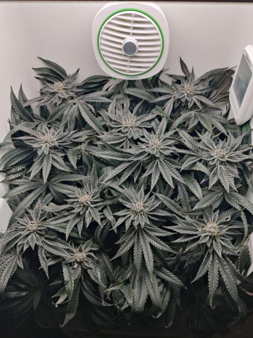 Vivian. Week 14 - Day 3