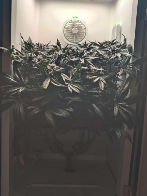 Vivian. Week 14 - Day 3