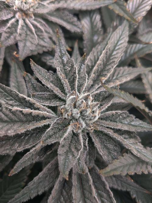 Vivian. Week 14 - Day 3