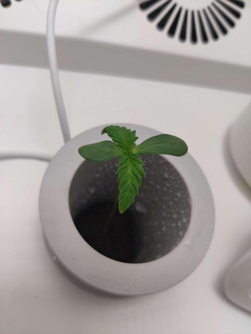 Helena. Week 0 - Day 8