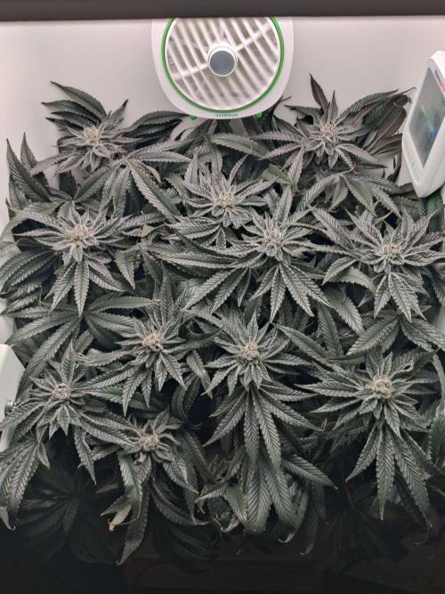 Vivian. Week 14 - Day 4