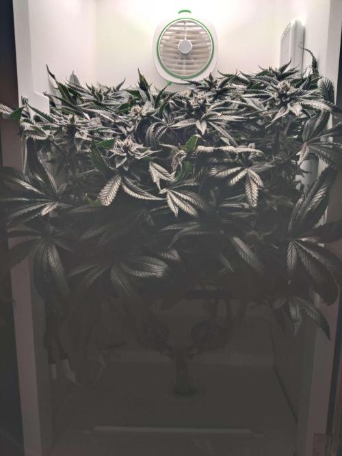 Vivian. Week 14 - Day 4