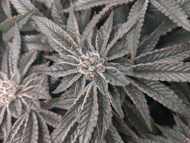 Vivian. Week 14 - Day 4