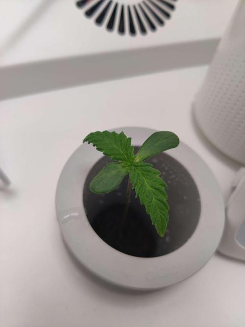 Helena. Week 0 - Day 9