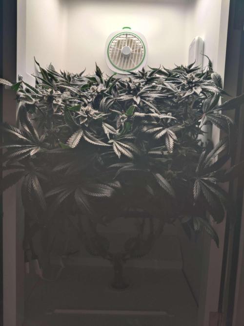 Vivian. Week 14 - Day 5