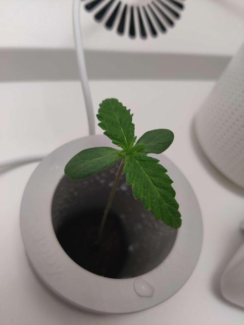 Helena. Week 0 - Day 10