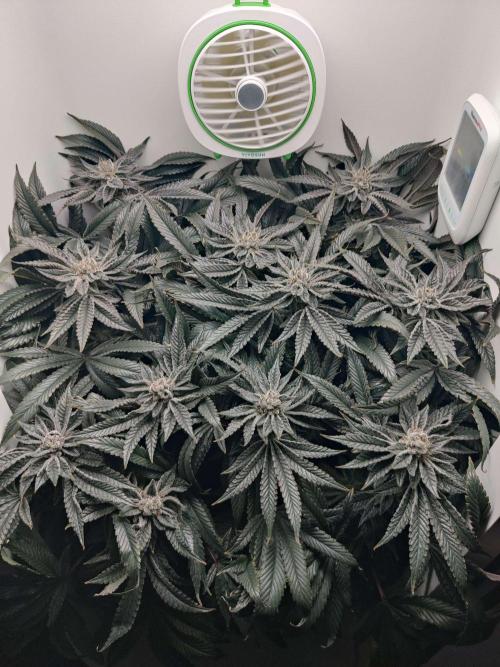 Vivian. Week 14 - Day 6