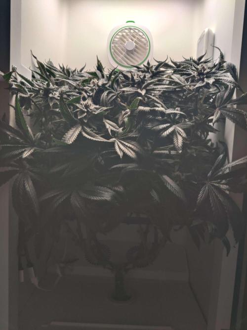 Vivian. Week 14 - Day 6