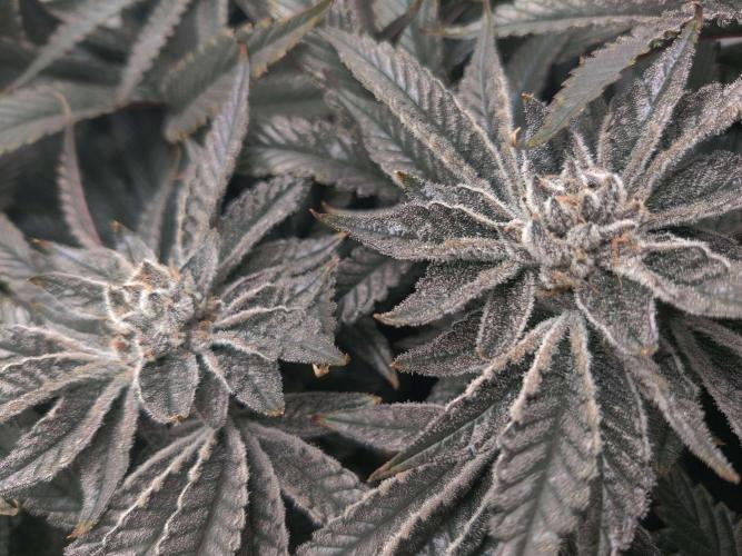 Vivian. Week 14 - Day 6