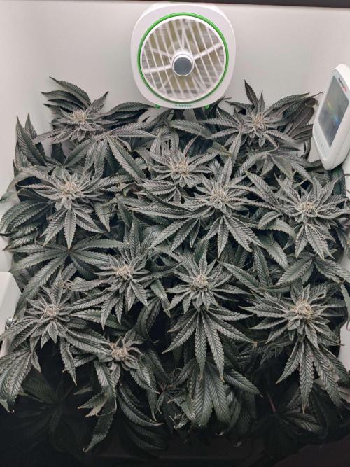 Vivian. Week 14 - Day 7