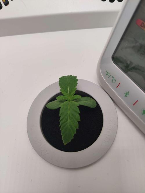 Helena. Week 1 - Day 2