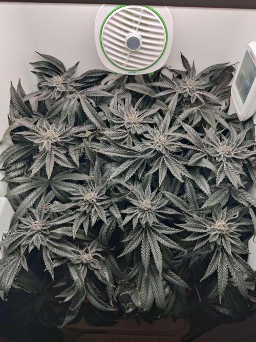 Vivian. Week 15 - Day 1