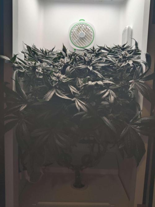 Vivian. Week 15 - Day 1