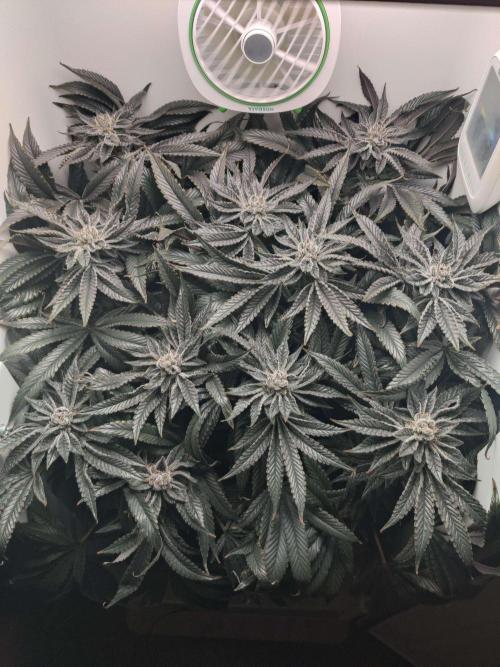 Vivian. Week 15 - Day 2