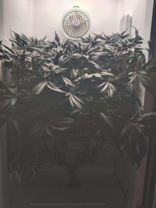 Vivian. Week 15 - Day 2