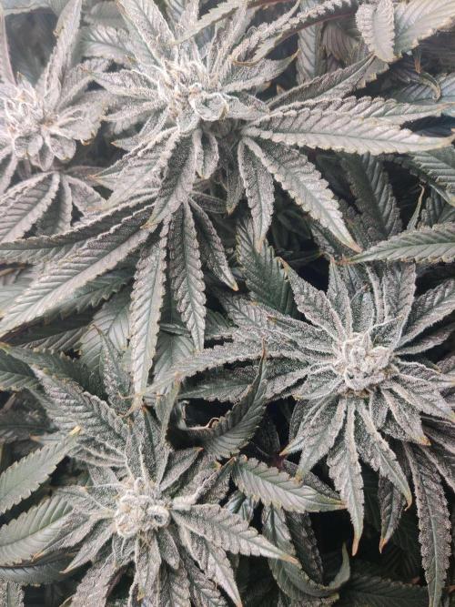 Vivian. Week 15 - Day 2